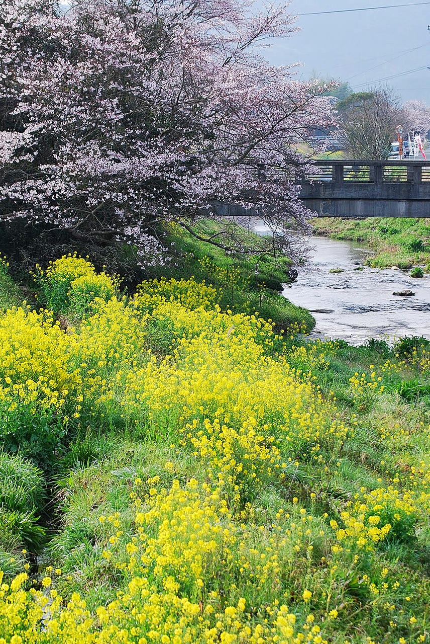 和水町の小さな川。岸に満開の桜の木が枝を広げ、手前の土手一面に黄色い菜の花が咲いている。奥にコンクリートの橋が架かる