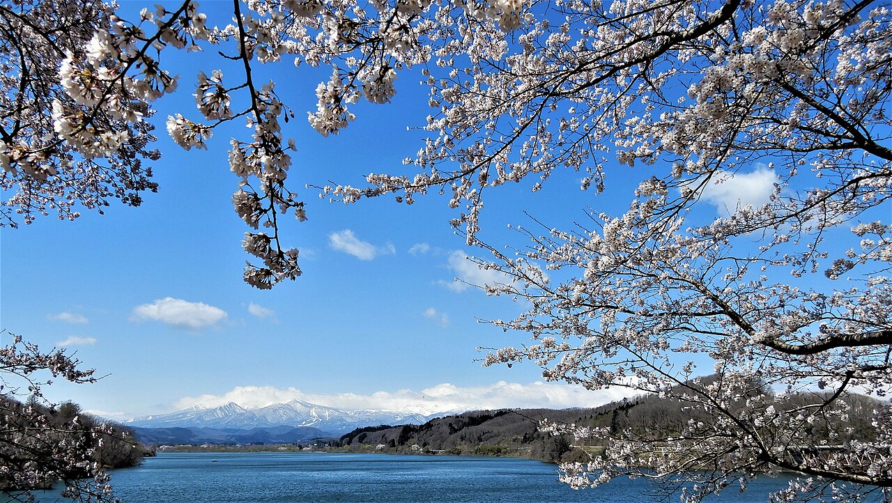 宮城県川崎町の釜房湖。手前に咲く桜の枝の間から、青い湖面と、その奥に雪をかぶった山並みが見える