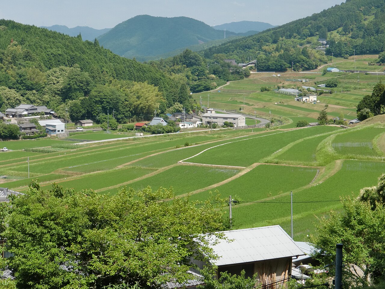 大阪府能勢町の山あいに広がる初夏の棚田。緑の稲が育つ田んぼが段々に連なり、手前と奥に集落の家々、背後に杉の林と低い山並みが見える