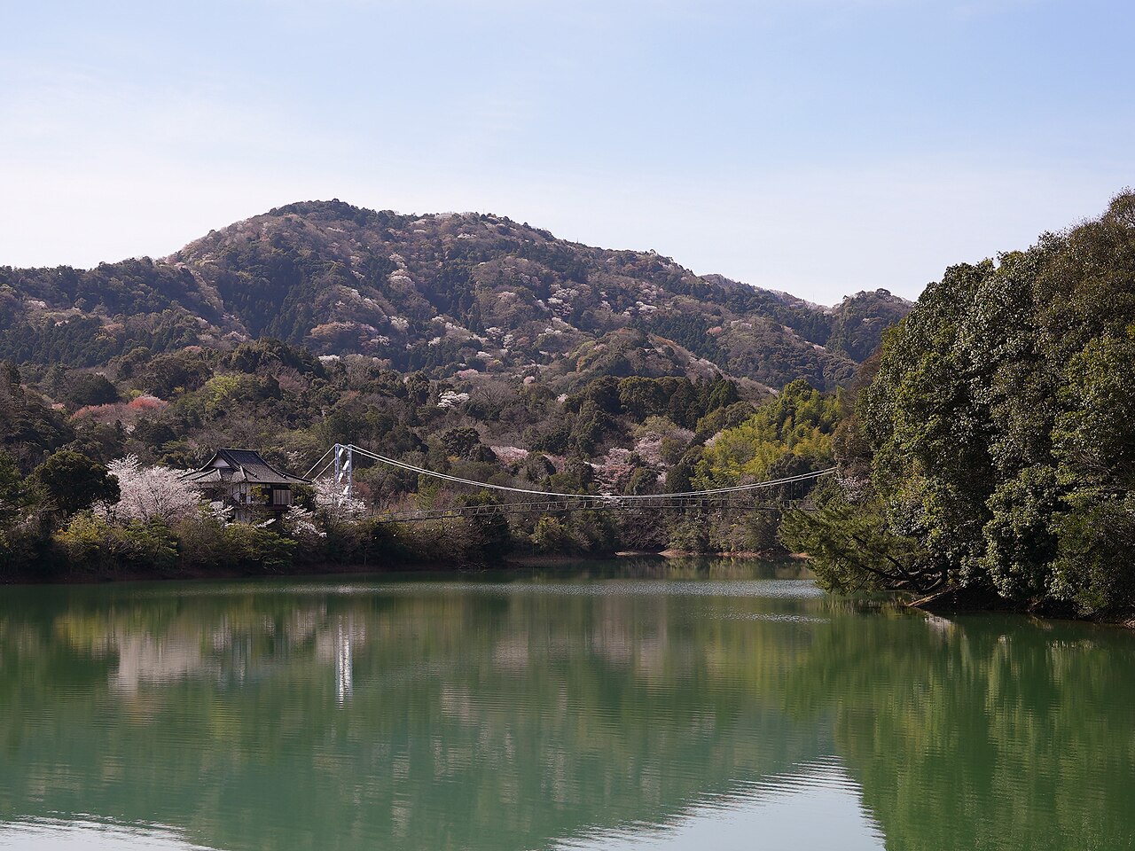 和歌山県海南市の亀池。緑色の水面の奥に、桜の咲く山と、中島へ渡る吊り橋、池のほとりの和風の建物が見えます