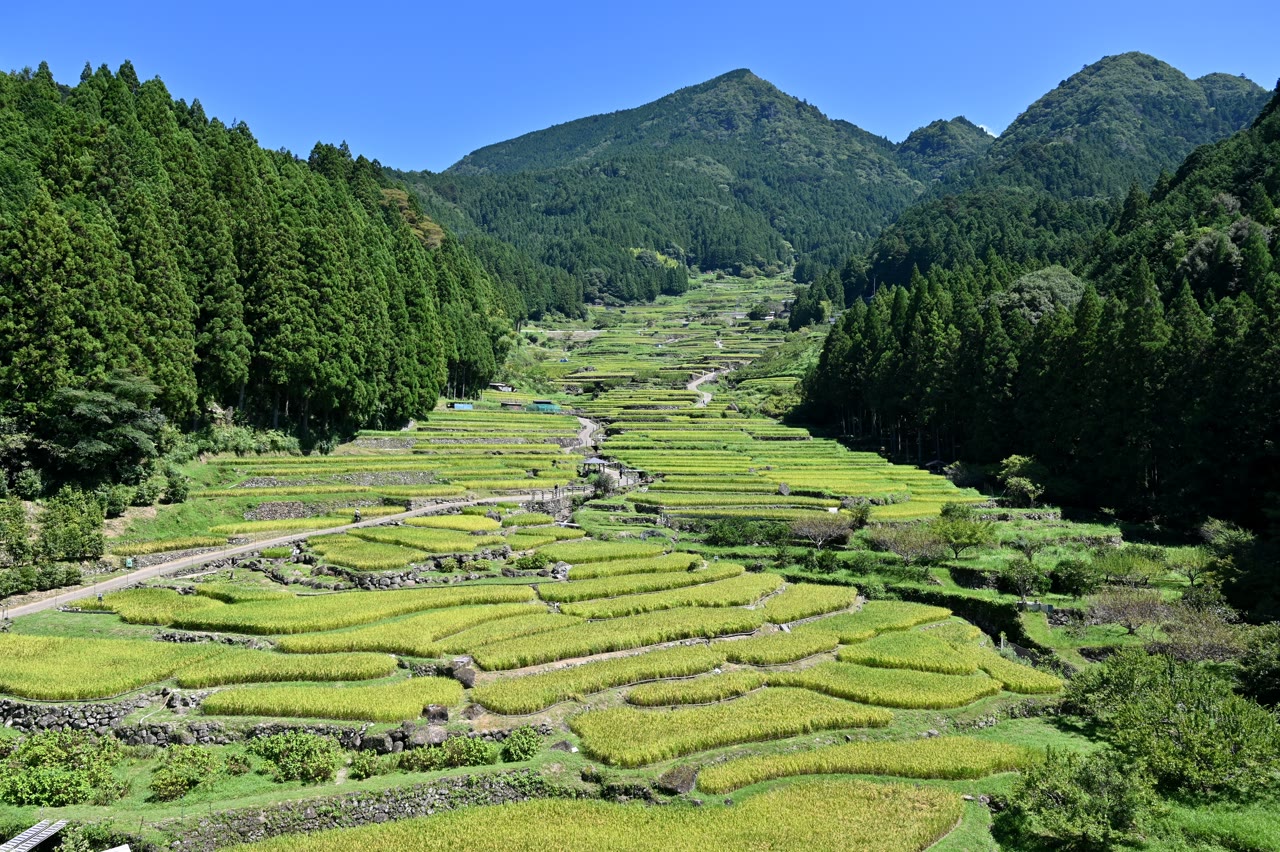 新城市の四谷の千枚田。杉林に挟まれた谷の斜面に、黄緑色に色づきはじめた稲の田が石垣で段々に積み重なり、奥に緑の山がそびえる