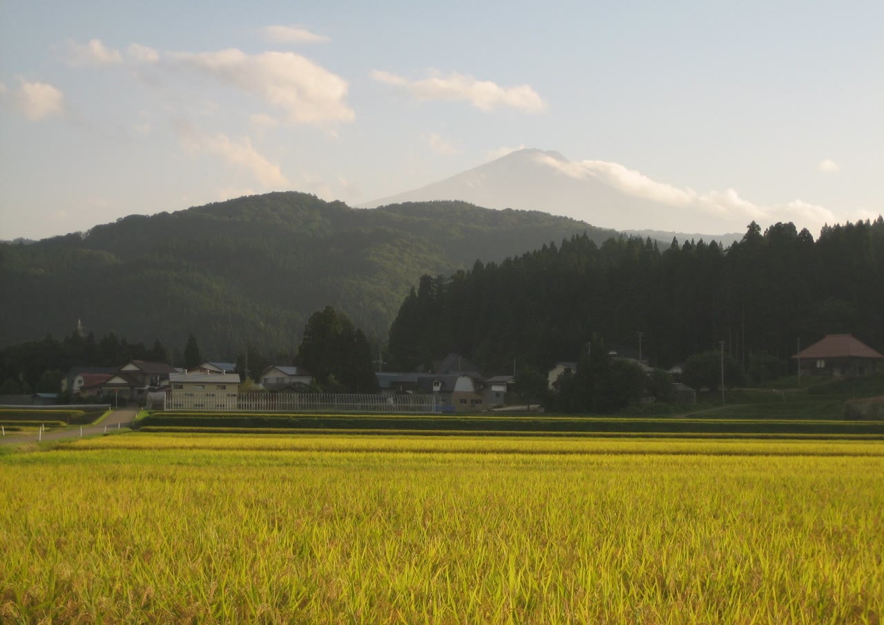 由利本荘市矢島町の田と鳥海山。黄金色に実った稲の田の奥に民家と杉林が並び、その向こうに雲をかぶった鳥海山がそびえる