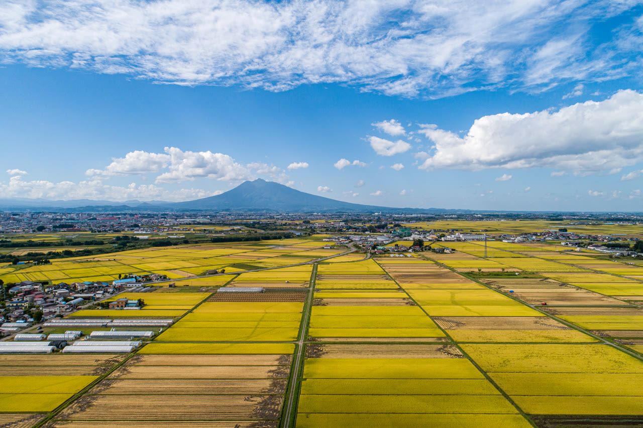平川市の上空から見た津軽平野。黄金色に実った田が碁盤の目のように広がり、奥の市街地の向こうに岩木山の三角形の山容がそびえる。青空に白い雲