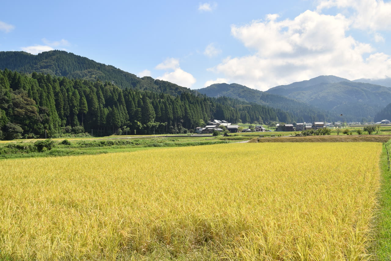 永平寺町の田。手前いっぱいに黄金色に実った稲が広がり、奥に家並みと杉林、緑の山々が青空と白い雲の下に続く