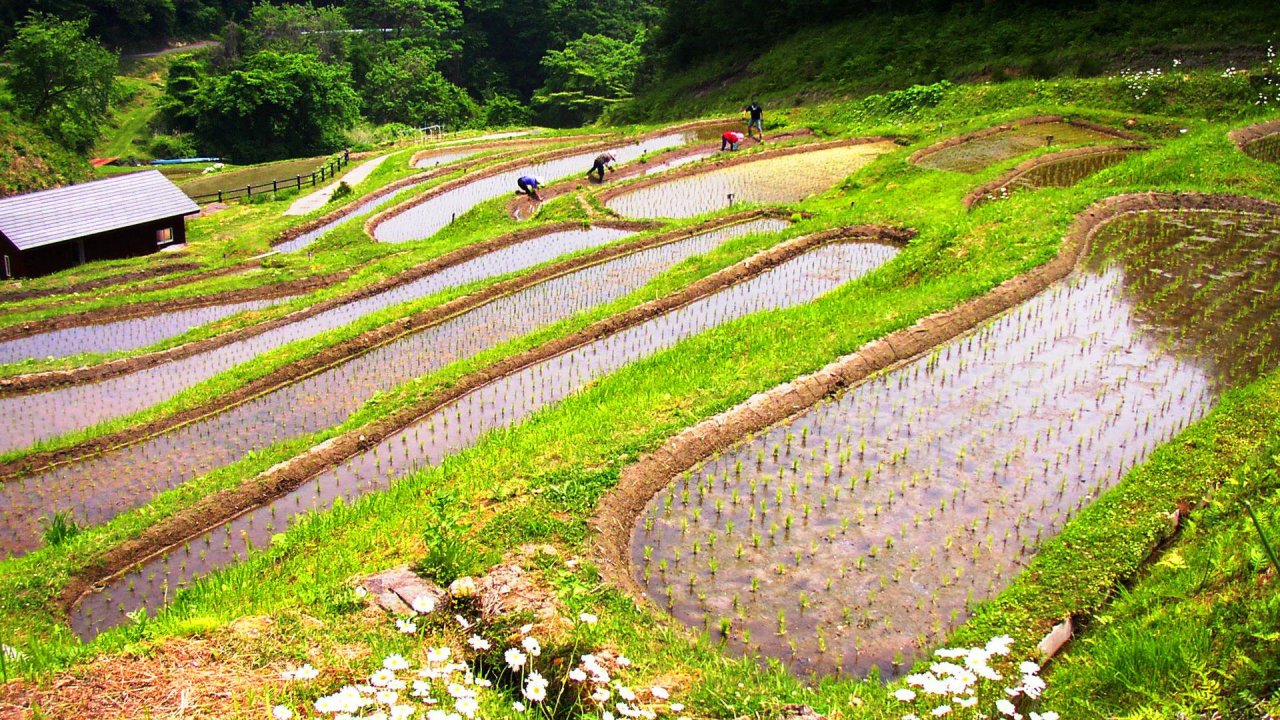 みなかみ町の棚田。水を張った細長い棚田が斜面に幾重にも重なり、苗が植えられている。奥の田では数人が腰をかがめて作業している