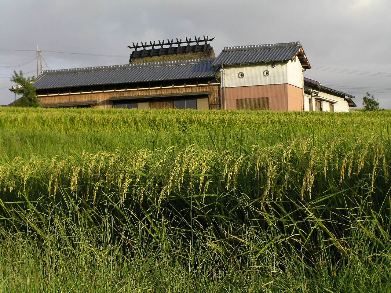 神戸市北区の山田錦の田。穂を垂れた稲の向こうに、瓦屋根と茅葺き屋根の古民家が建つ