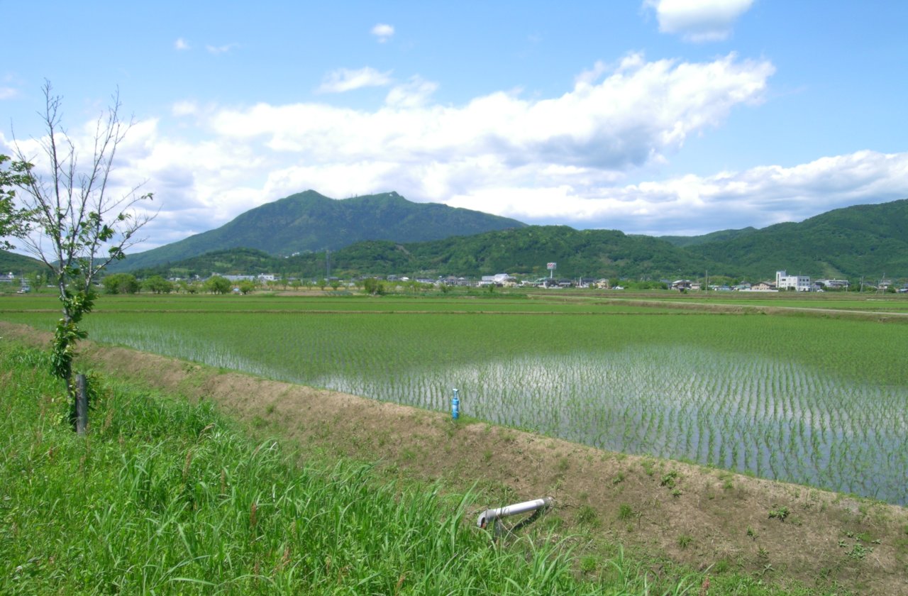 つくば市の水田と筑波山。手前の土手の向こうに田植えを終えた水田が広がり、その奥の家並みの先に、緑に覆われた筑波山がそびえる