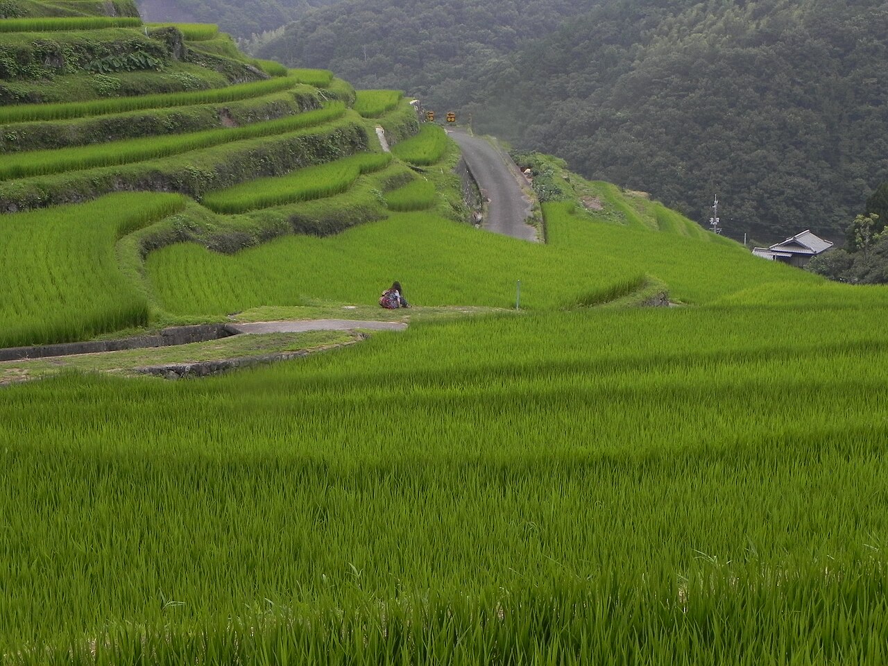 小豆島町の中山の千枚田。青々と育った稲の田が山の斜面に段々に重なり、奥に細い道と山林が続く
