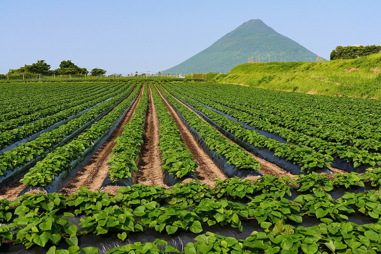 指宿市のさつまいも畑と開聞岳。黒いマルチを敷いた畝にさつまいもの葉が茂り、その奥に円すい形の開聞岳がそびえる