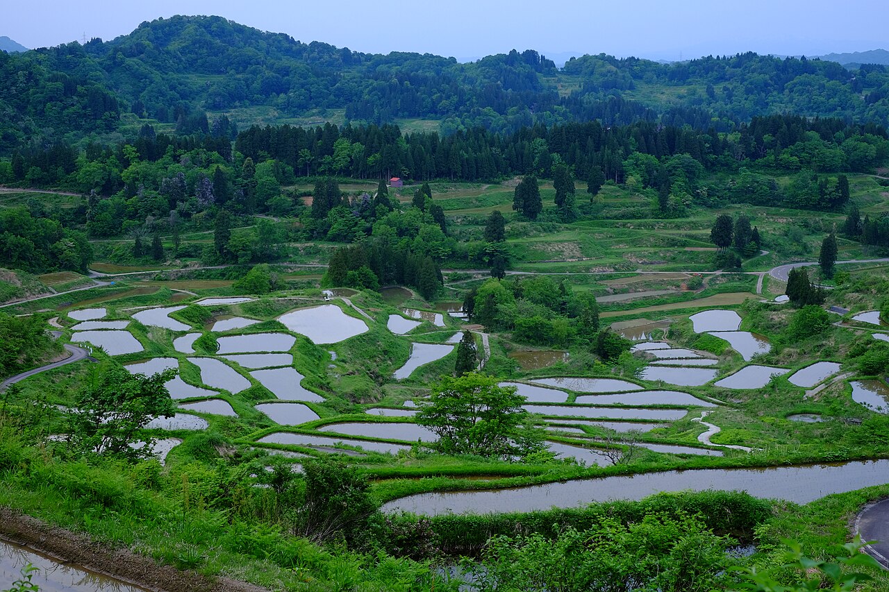 十日町市の星峠の棚田。水を張った大小の田が山あいの斜面に段々に重なり、周りを杉林と緑の山が囲む