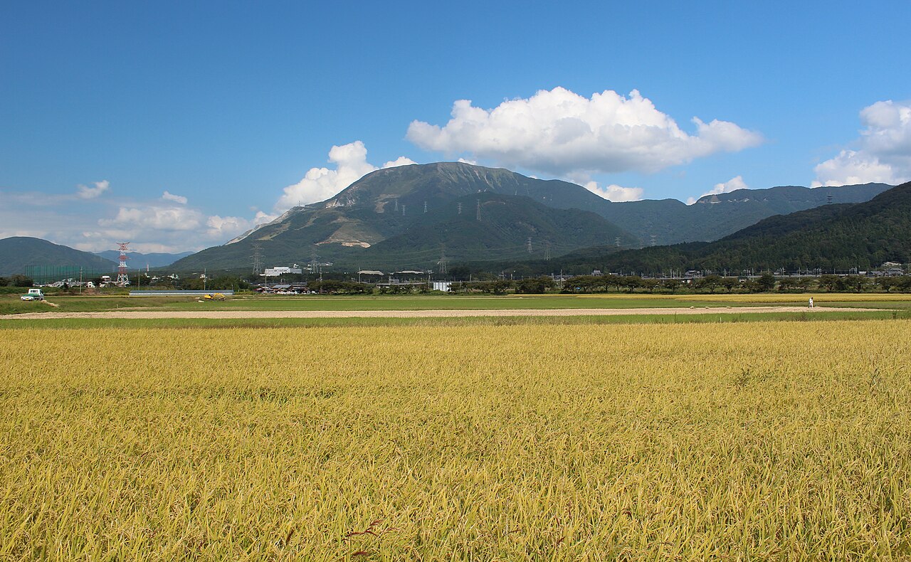 米原市柏原から望む伊吹山。手前に黄金色に実った稲の田が広がり、奥に山がそびえる。空には白い雲