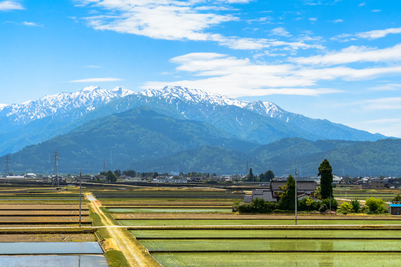 入善町の水田。手前に水を張った田と苗の並ぶ田が区画ごとに広がり、中ほどに家並みと木立、奥に緑の山と、雪の残る山々が青空の下に連なる