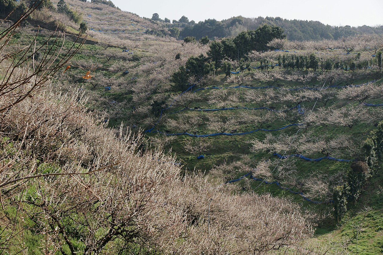 みなべ町の梅林。斜面に段々に並ぶ梅の木が淡い色の花を咲かせ、木の下には青いネットが張られている